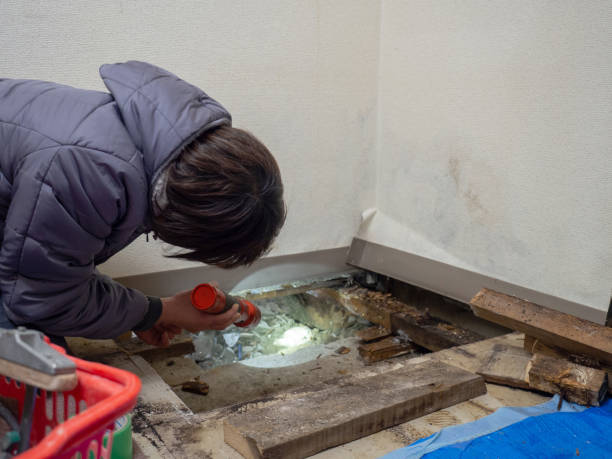Best Attic Mold Removal  in Baraga, MI