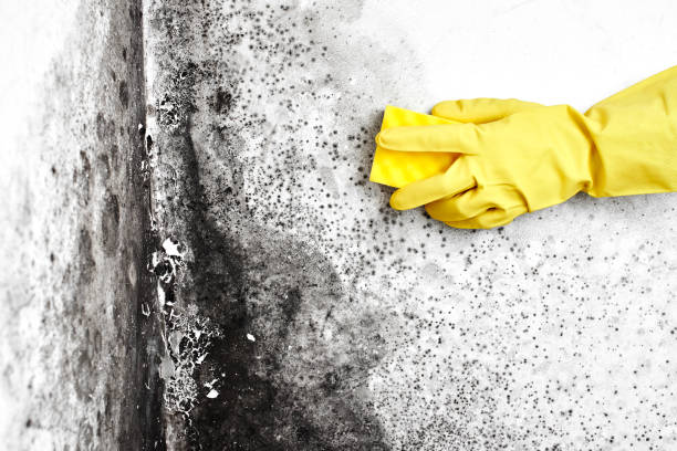 Best Post-Construction Mold Inspection  in Baraga, MI